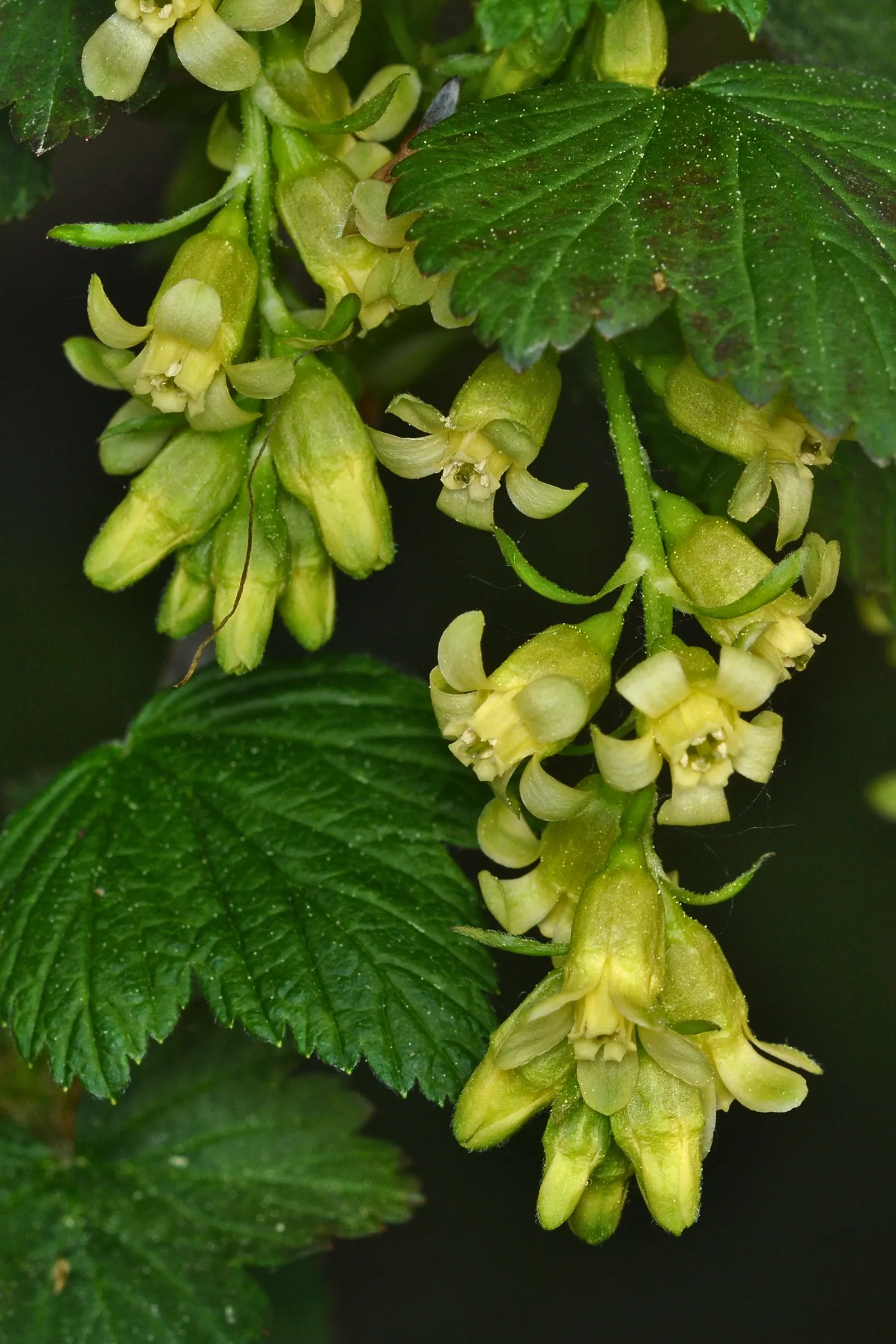 Wild Black Currant (Ribes Americanum) — This North American native typically grows to a modest height of 3 to 6 feet and with a similar spread, image 55