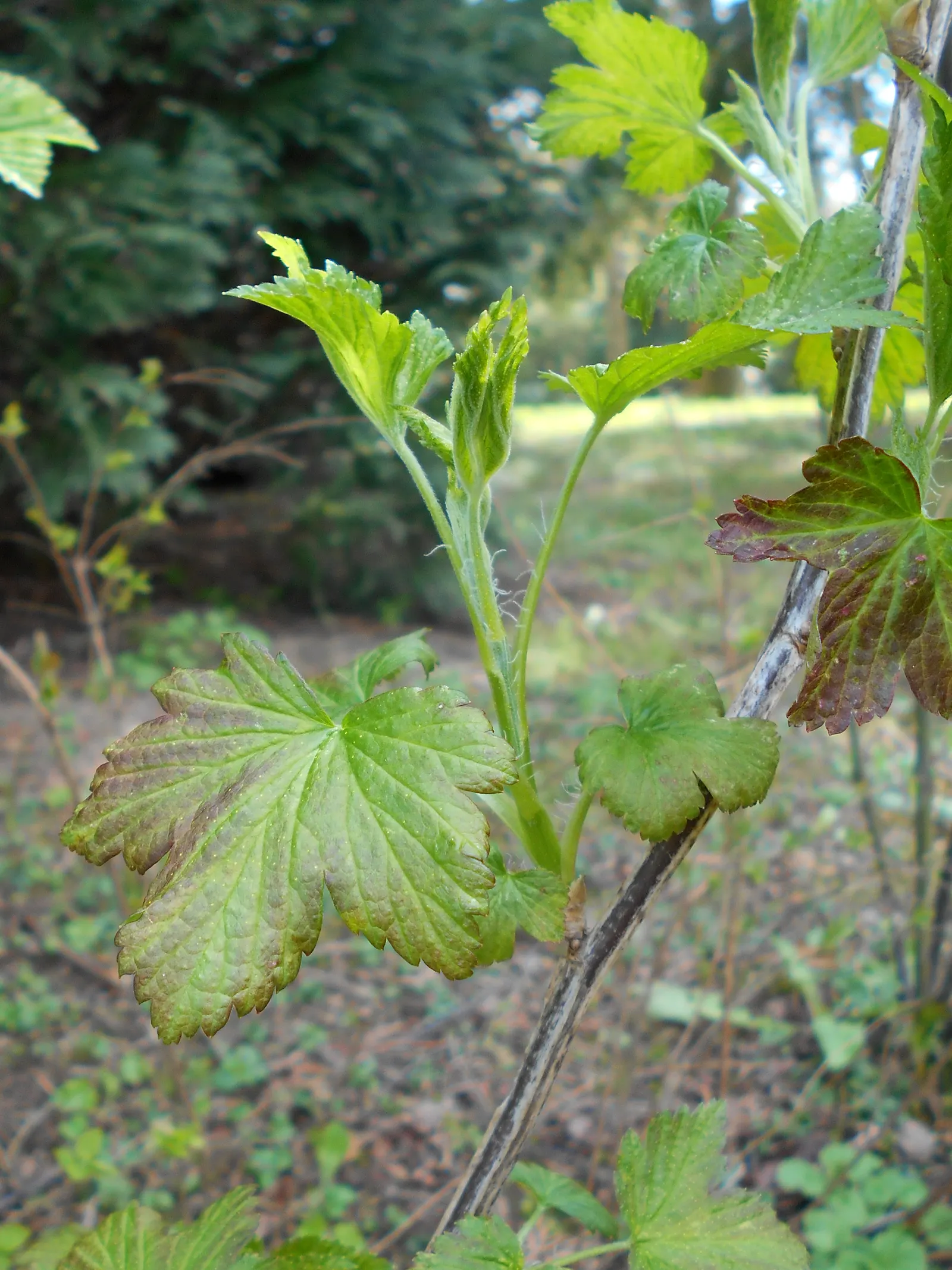 Wild Black Currant (Ribes Americanum) — yellowish-white flowers in the spring; white flowers in the garden, image 56