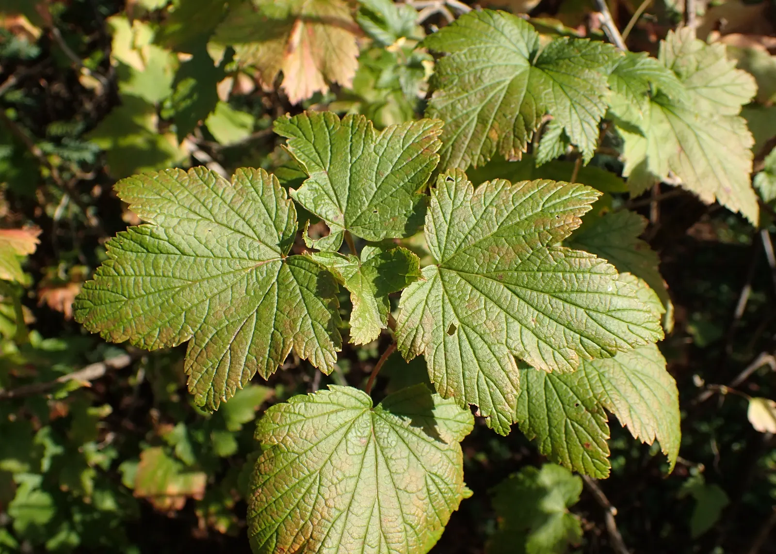 Wild Black Currant (Ribes Americanum) — white flowers in the garden; it adds a four-season appeal to woodland gardens and naturalized areas