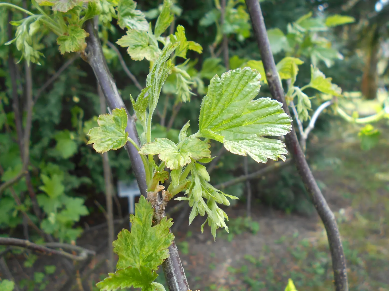 Wild Black Currant (Ribes Americanum) — providing a food source for birds and other wildlife; yellowish-white flowers in the spring, image 61