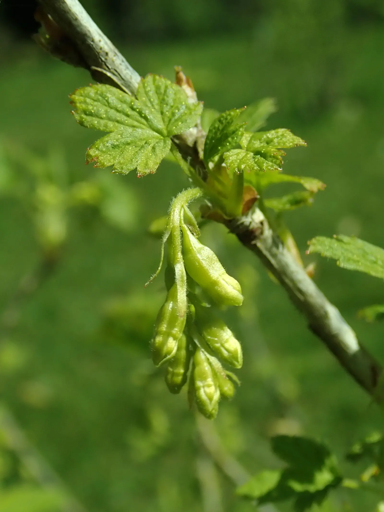 Wild Black Currant (Ribes Americanum) — The Wild Black Currant is also known for its resistance to white pine blister rust; providing a food source for birds