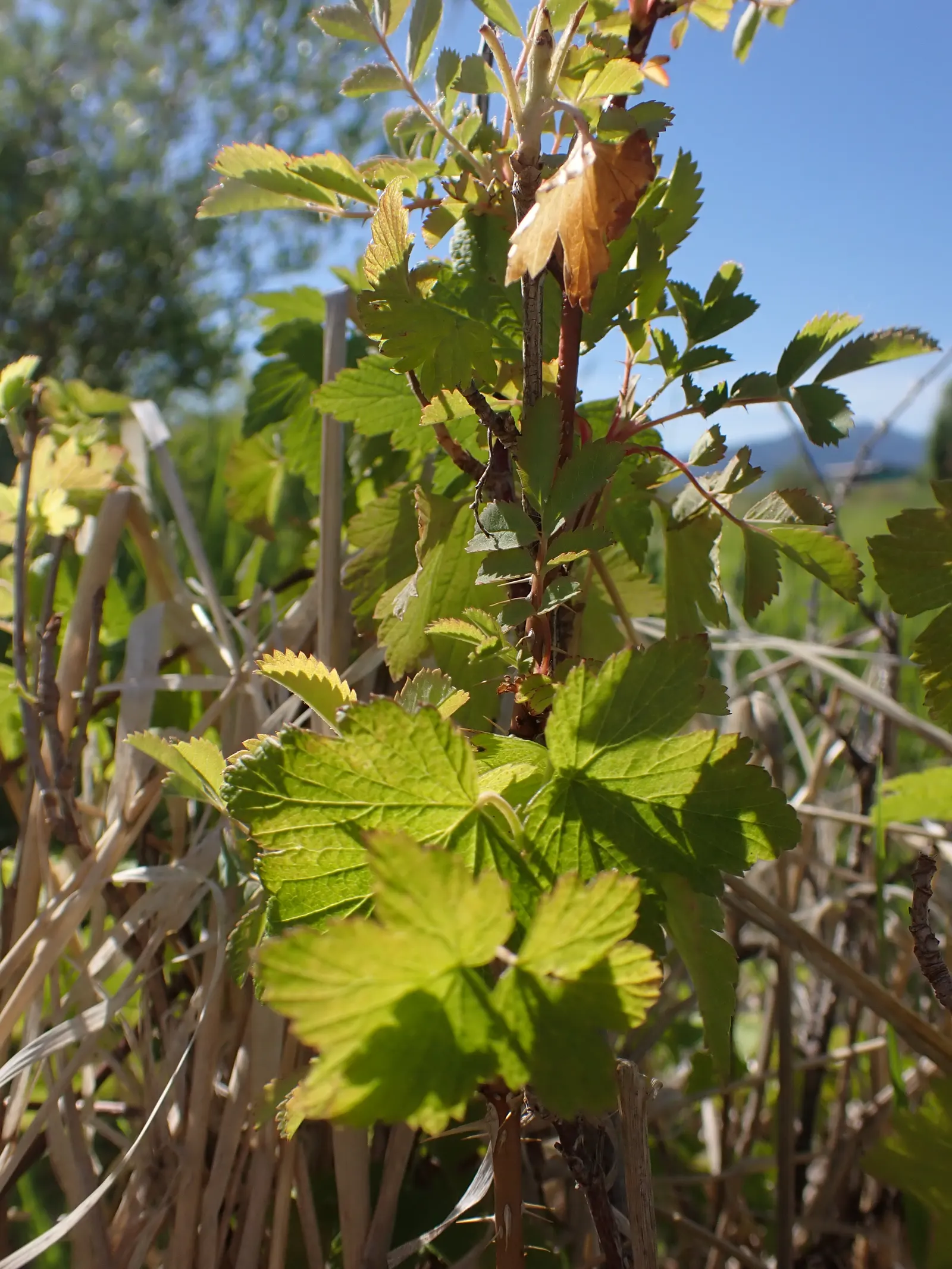 Wild Black Currant (Ribes Americanum) — commonly referred to as the Wild Black Currant; shrub for half or shade