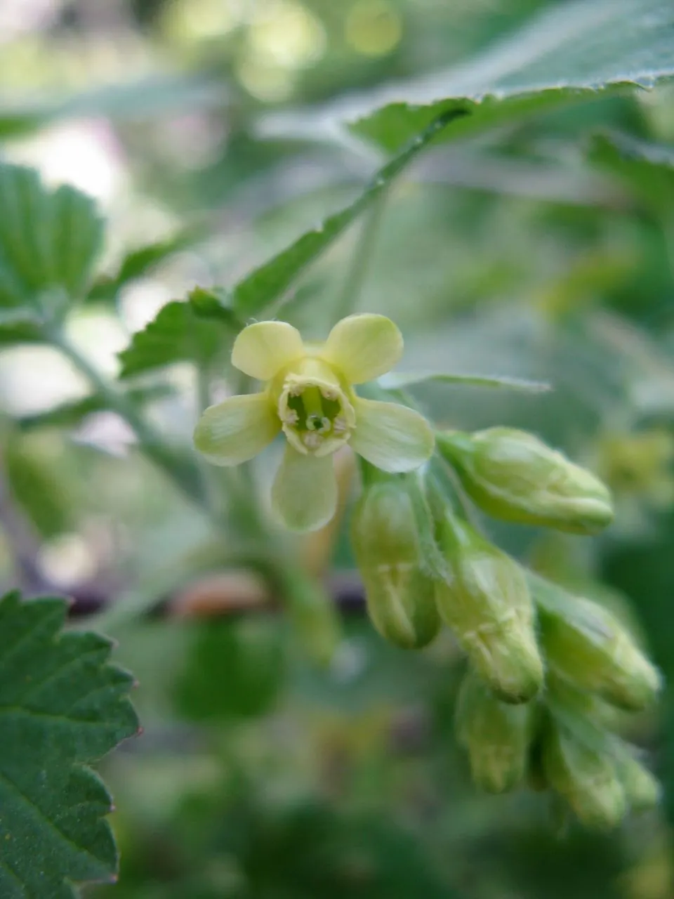 Wild Black Currant (Ribes Americanum) — white flowers in the garden; it adds a four-season appeal to woodland gardens and naturalized areas, image 67