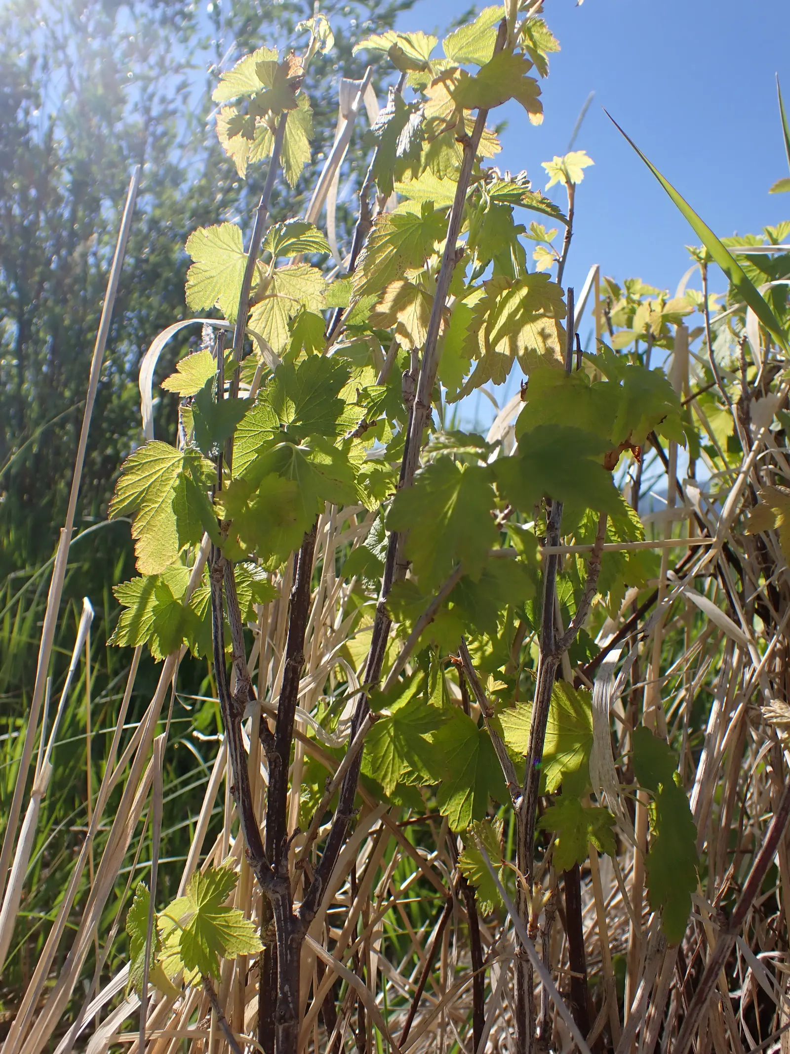 Wild Black Currant (Ribes Americanum) — is a deciduous shrub that brings both aesthetic appeal and wildlife value to your landscape design; commonly referred
