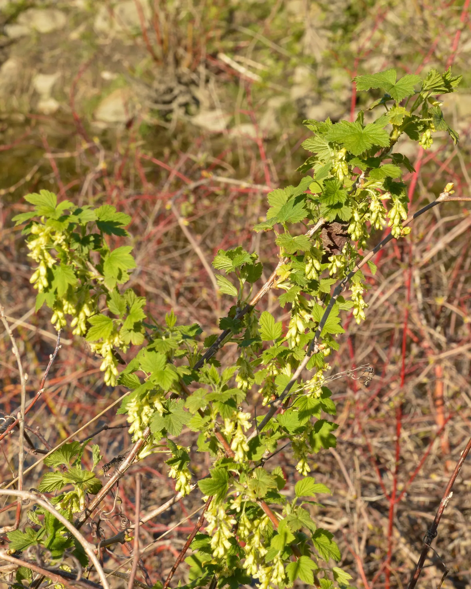 Wild Black Currant (Ribes Americanum) — These blossoms will attract an array of pollinators; green foliage that turns yellow in fall, image 57