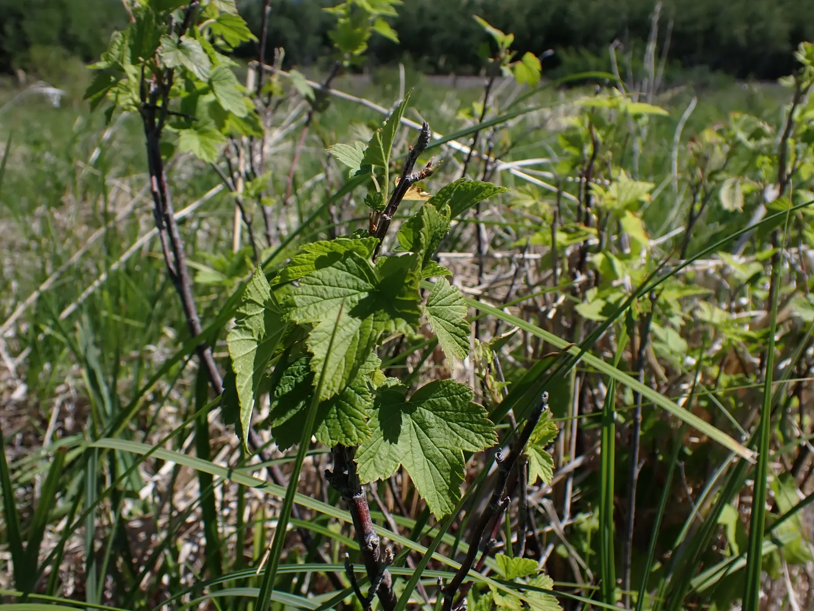 Wild Black Currant (Ribes Americanum) — its pendent racemes of yellowish flowers attract pollinators