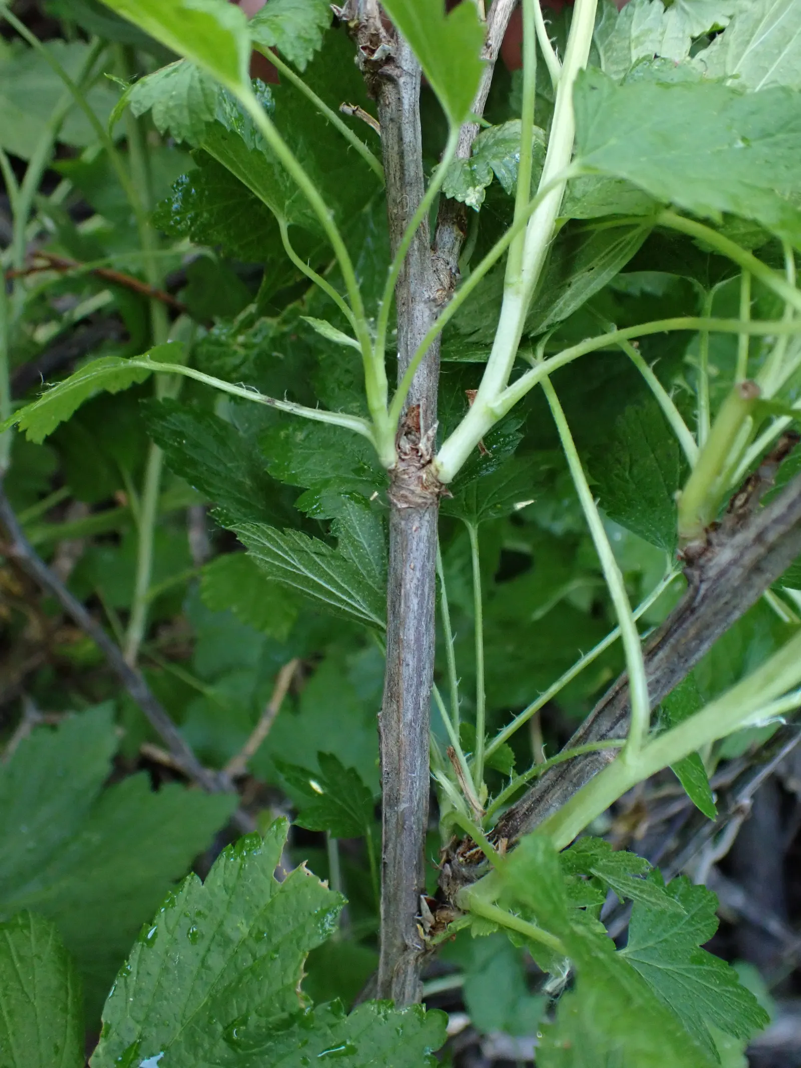Wild Black Currant (Ribes Americanum) — shrub for half or shade