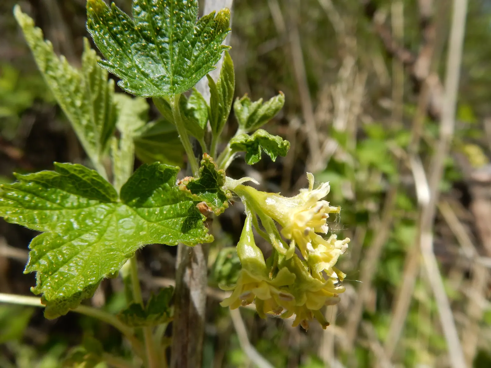 Wild Black Currant (Ribes Americanum) — the plant produces edible