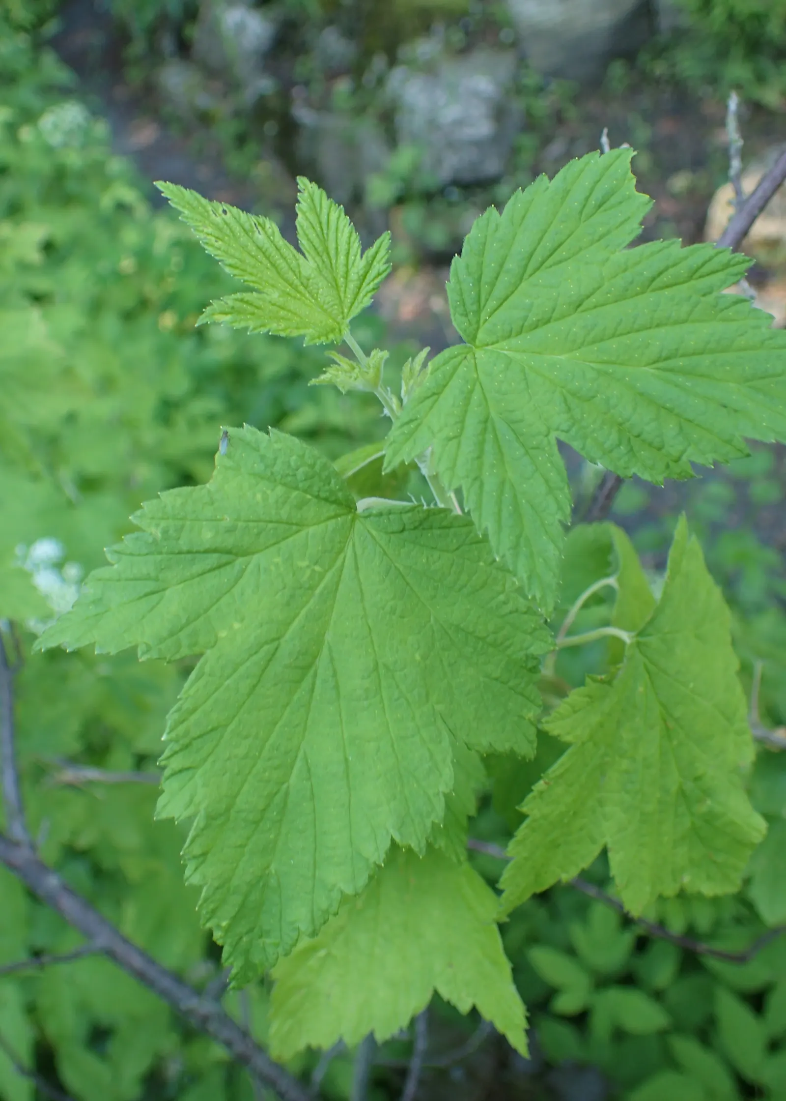 Wild Black Currant (Ribes Americanum) — its pendent racemes of yellowish flowers attract pollinators; it is relatively low-maintenance, requiring, image 49