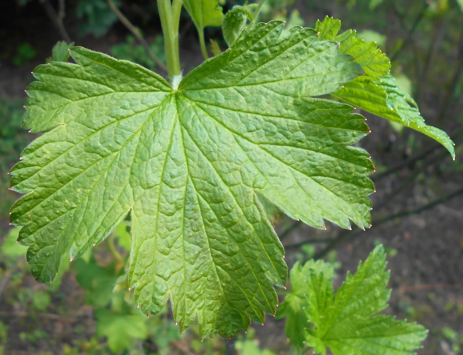 Wild Black Currant (Ribes Americanum) — shrub for half or shade; making it a safe choice for regions affected by this pathogen