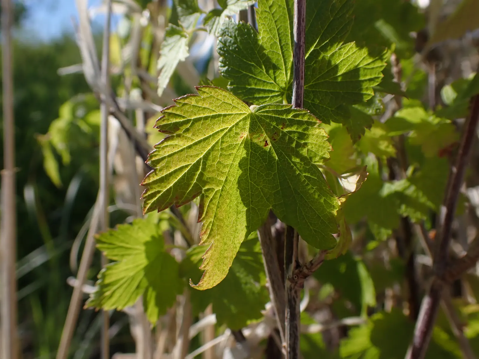 Wild Black Currant (Ribes Americanum) — It is relatively low-maintenance, requiring minimal pruning, primarily for shape and health; is a deciduous shrub that
