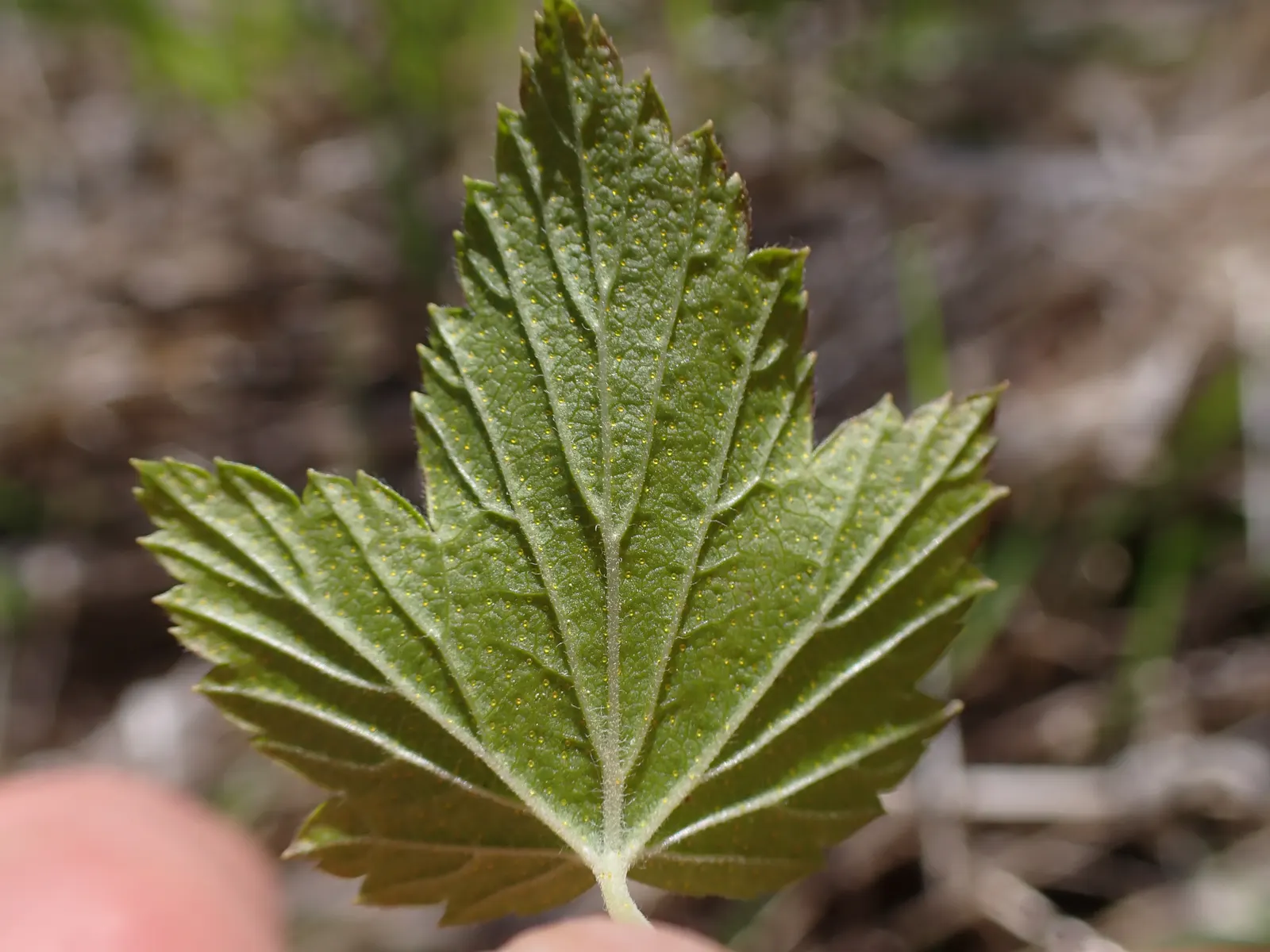 Wild Black Currant (Ribes Americanum) — as well as for human consumption when ripe.<br><br>This shrub thrives in USDA Hardiness Zones 3 through 7