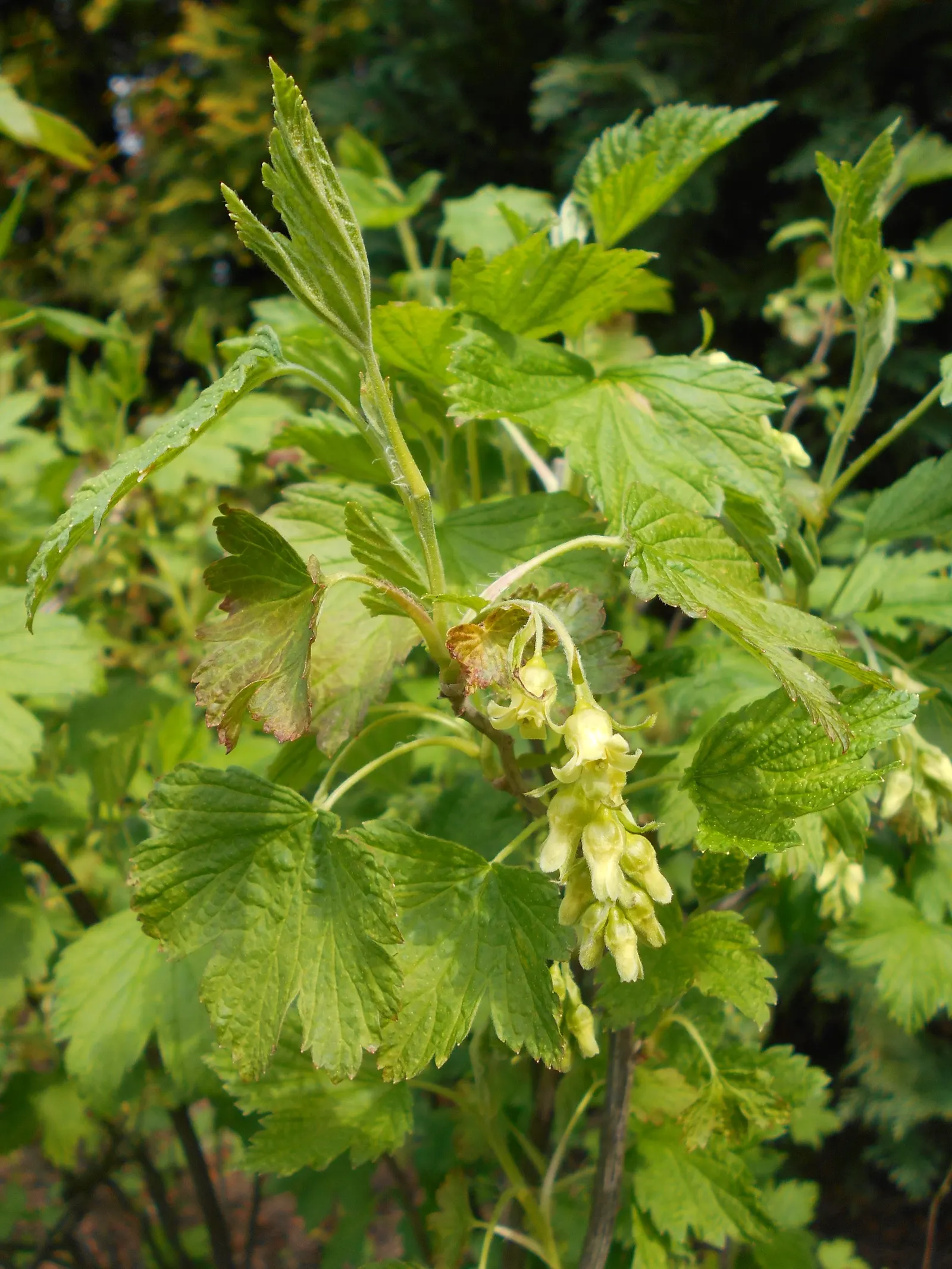 Wild Black Currant (Ribes Americanum) — yellowish-white flowers in the spring