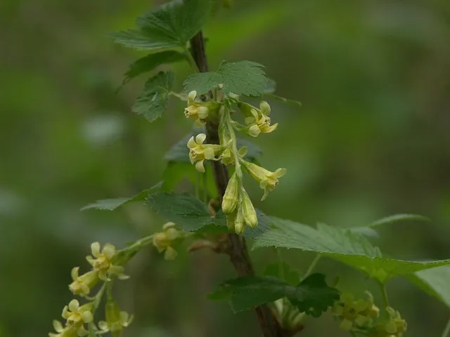 Wild Black Currant (Ribes Americanum) — glossy black berries about 0.3 to 0.5 inches in diameter; its pendent racemes of yellowish flowers attract pollinators