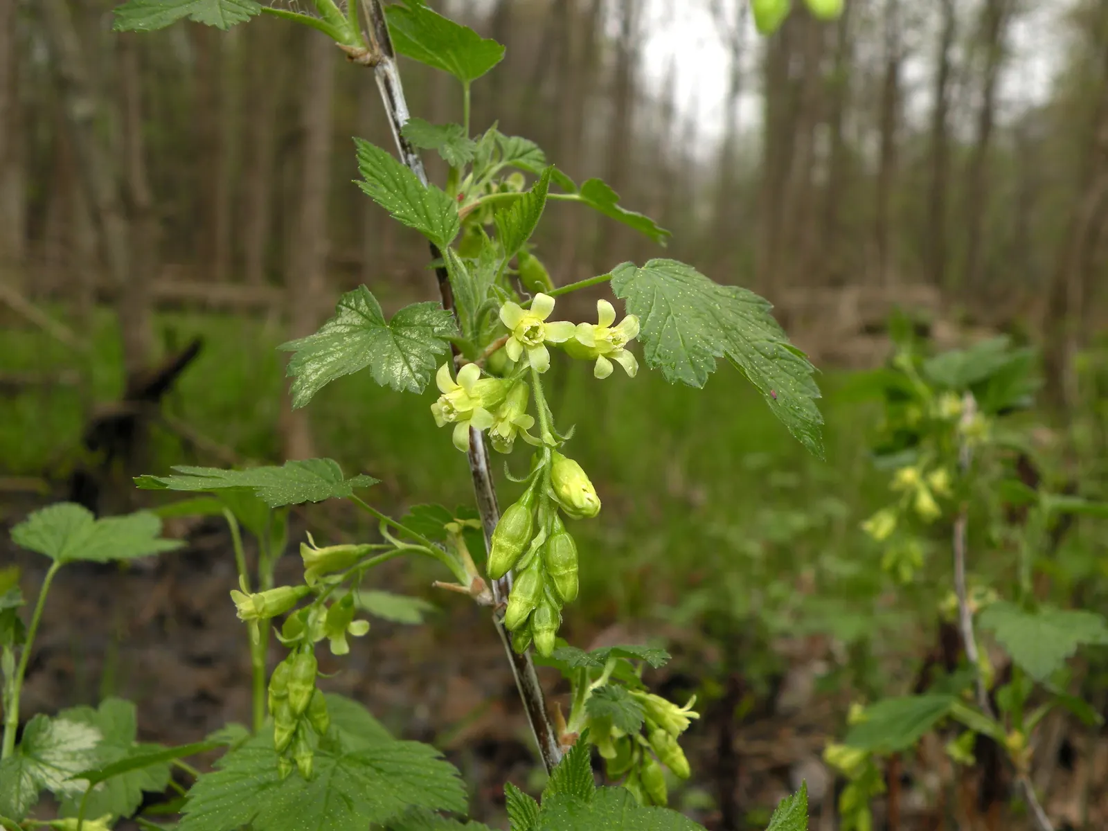 Wild Black Currant (Ribes Americanum) — yellowish-white flowers in the spring; white flowers in the garden