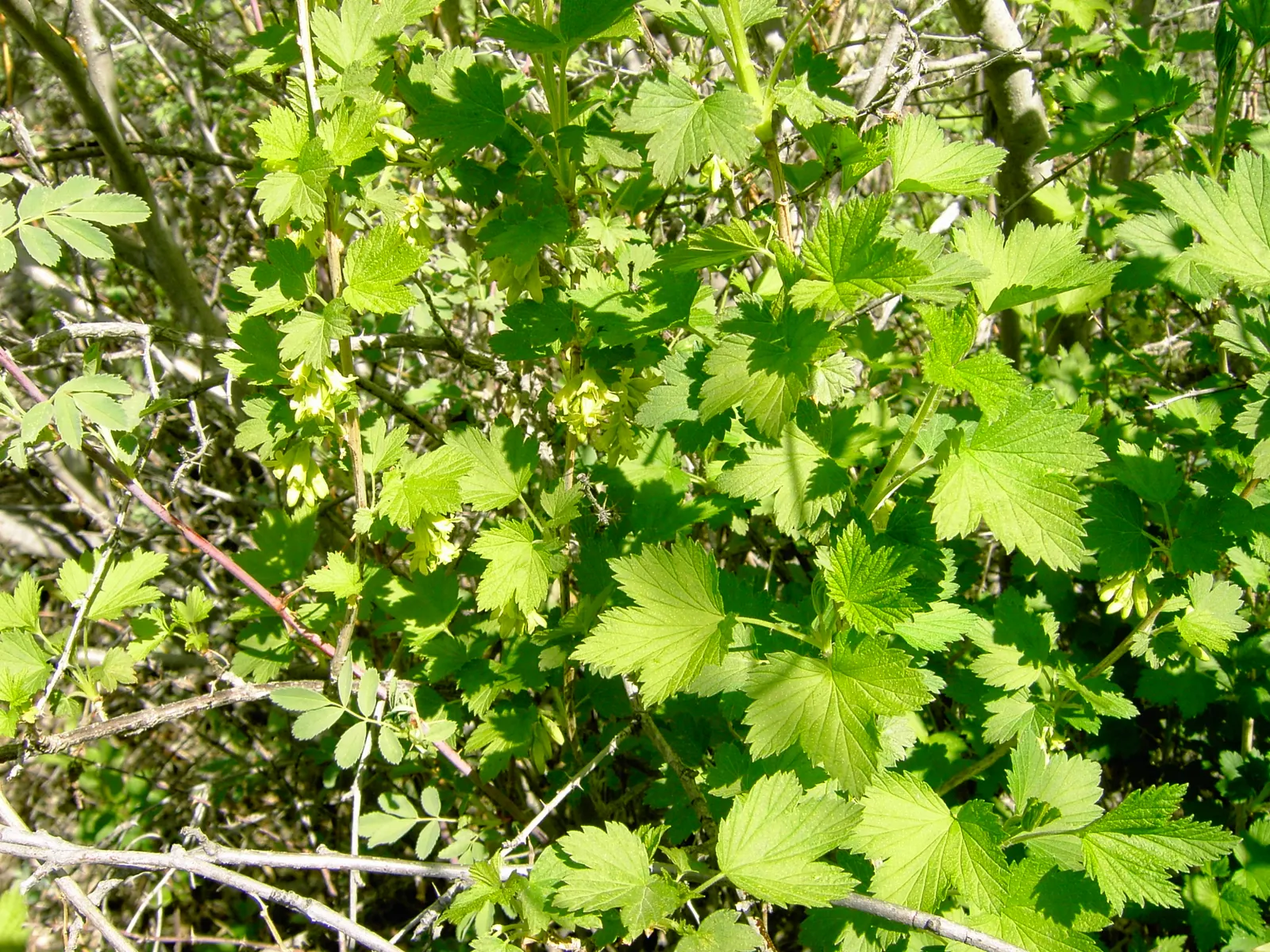 Wild Black Currant (Ribes Americanum) — the plant produces edible; the Wild Black Currant is also known for its resistance to white pine blister, image 59
