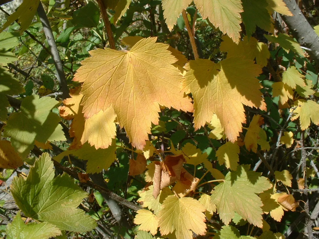 Wild Black Currant (Ribes Americanum) — green foliage that turns yellow in fall; this North American native typically grows to a modest height of 3, image 51