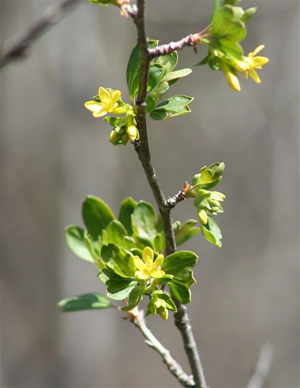 Wild Black Currant (Ribes Americanum) — The Wild Black Currant is also known for its resistance to white pine blister rust; providing a food source, image 65