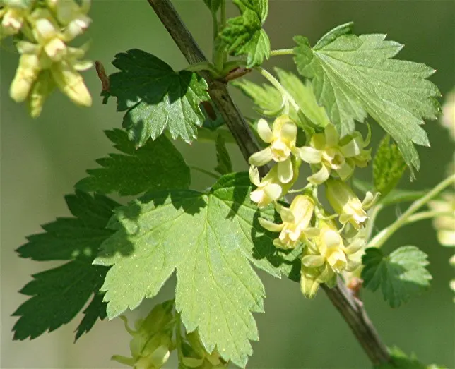 Wild Black Currant (Ribes Americanum) — green foliage that turns yellow in fall