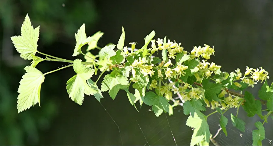 Wild Black Currant (Ribes Americanum) — glossy black berries about 0.3 to 0.5 inches in diameter