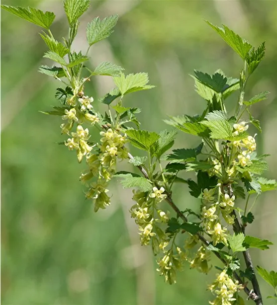 Wild Black Currant (Ribes Americanum) — adding a dynamic layer of ecological interaction in your garden, image 58