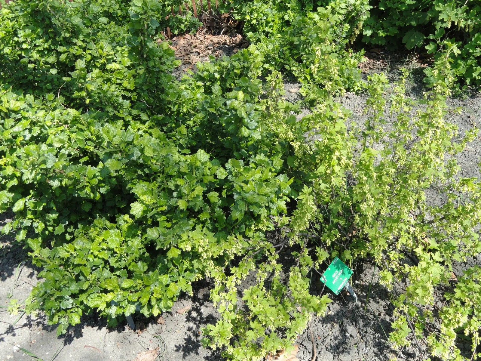 Wild Black Currant (Ribes Americanum) — adding a dynamic layer of ecological interaction in your garden, image 35