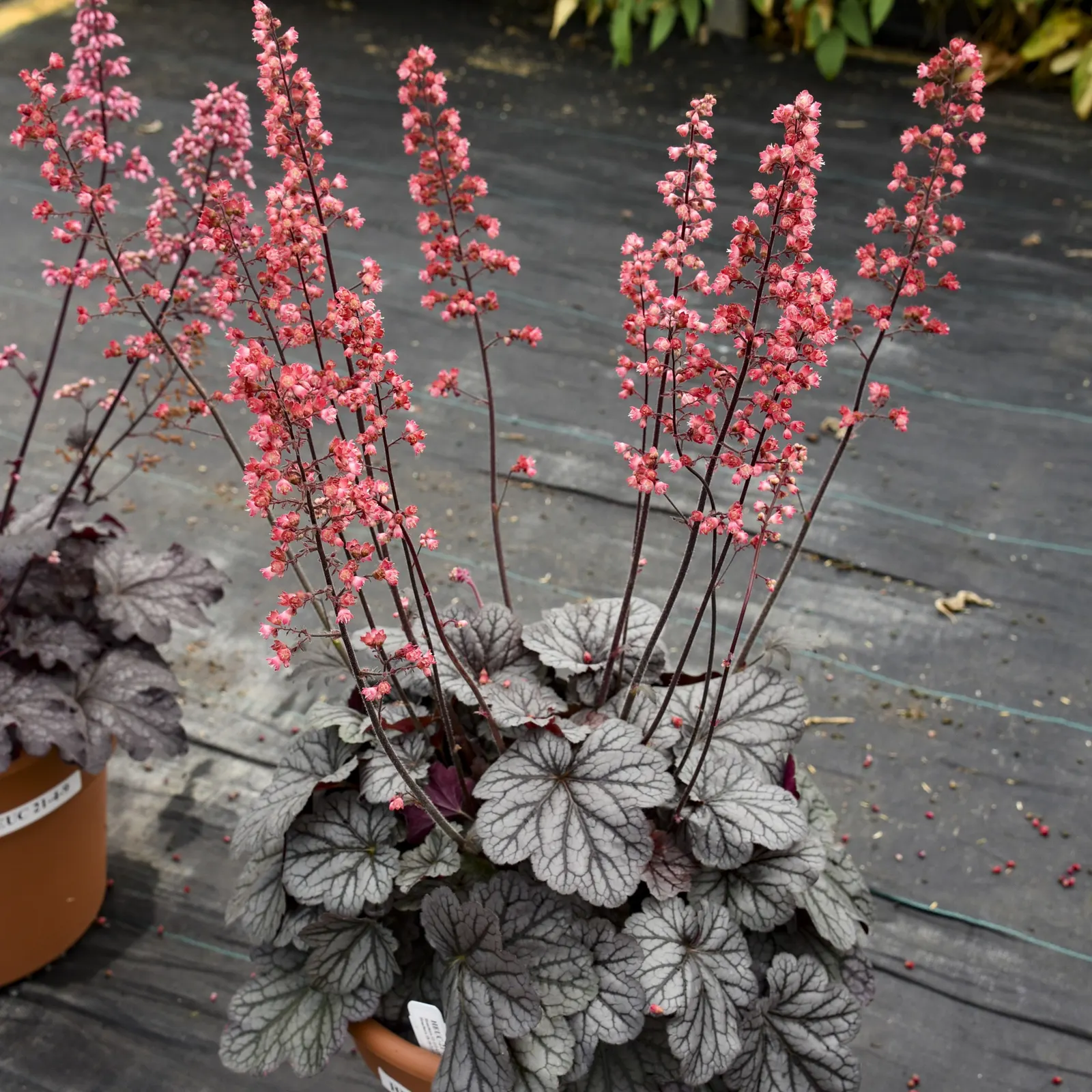 'Glazed and Infused' Coral Bells (Heuchera hybrid) — is a luminous perennial from the Proven Winners® collection