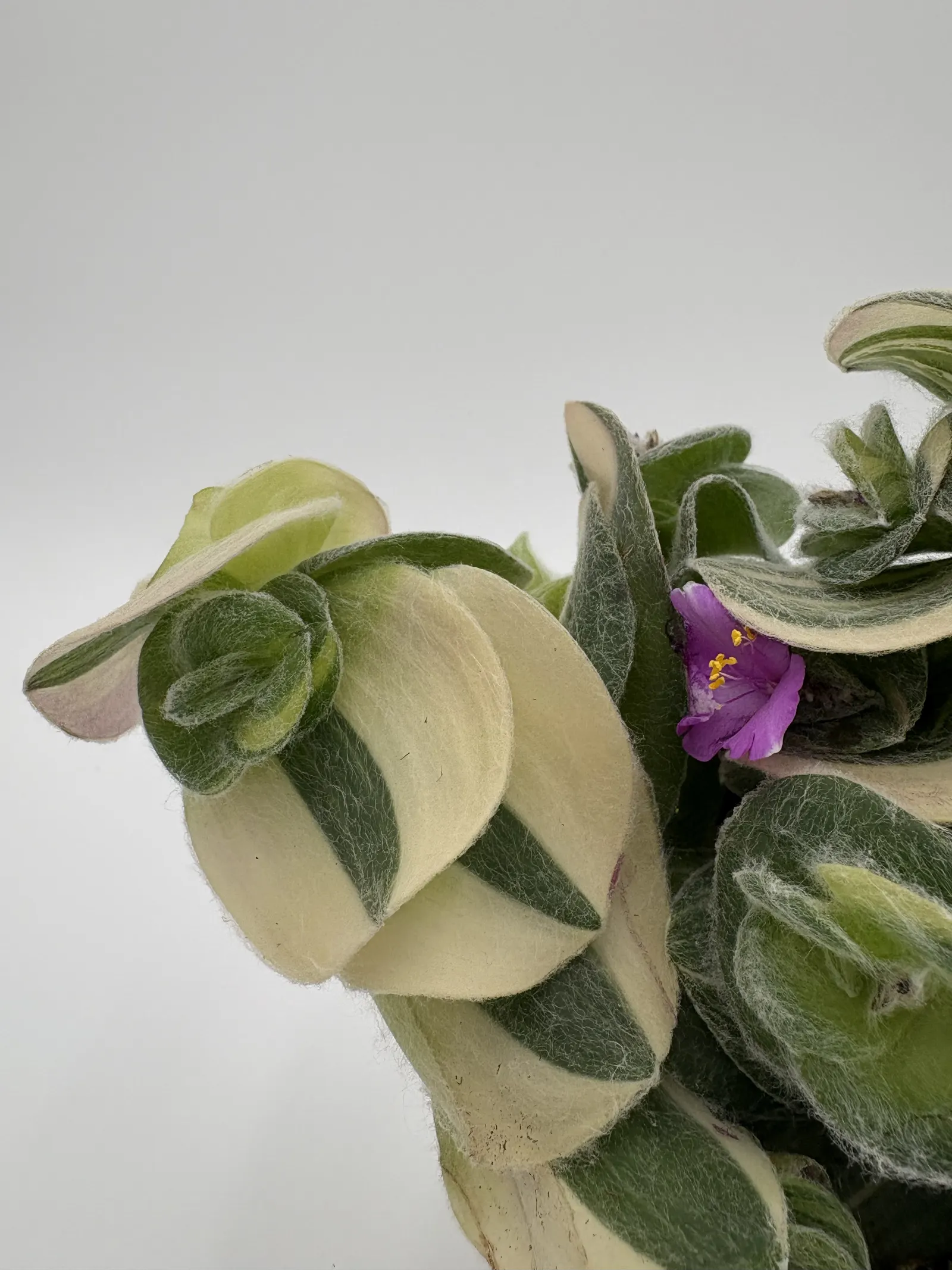 Feeling Trendy™ Inch Plants (Tradescantia hybrid) — Proven Winners - New Vogue® Feeling Trendy™ - Inch Plants - Tradescantia hybrid plant details
