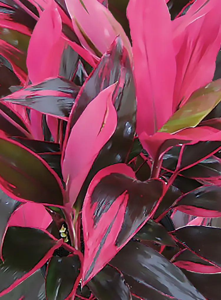 'Red Sister' Cabbage Palm (Cordyline fruticosa) — The Cordyline fruticosa 'Red Sister' is a bold tropical foliage plant with broad leaves flushed in hot pink