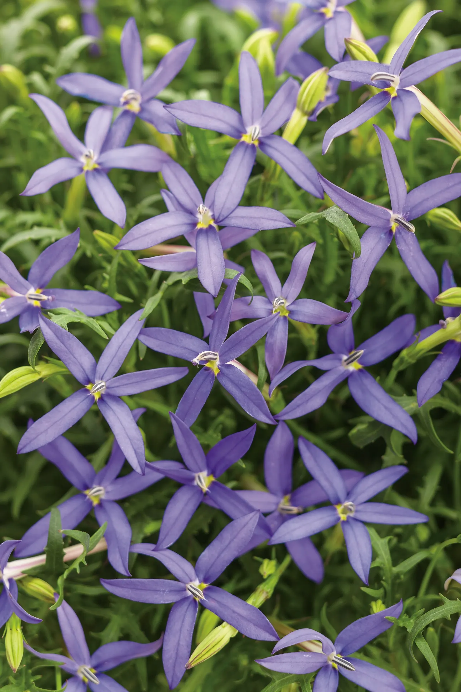 Beth's Blue® Star Flower (Isotoma axillaris) — Proven Winners - Beth's Blue® - Star Flower - Isotoma axillaris purple lavender plant details