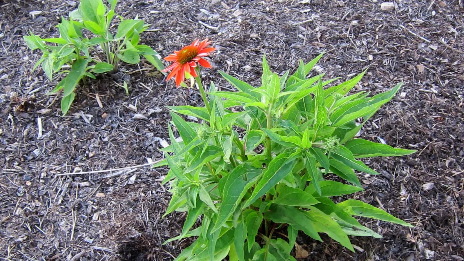 Sombrero® Adobe Orange (Echinacea hybrid) — Reaching up to 24 inches in height and 18 inches wide
