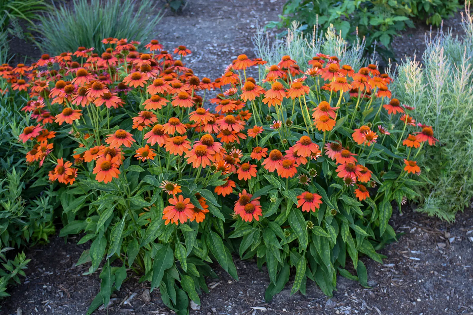 Sombrero® Adobe Orange (Echinacea hybrid) — cinnamon-brown central cone