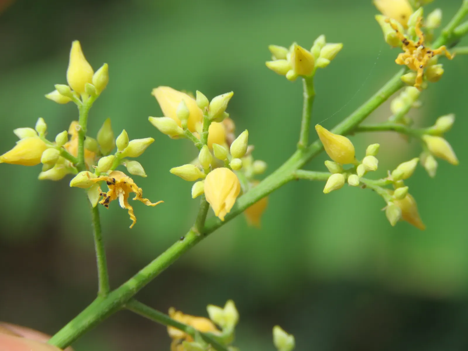 Rubber Tree (Ficus Elastica 'Decora') — dark green leaves up to 12 inches long; as it can become quite large if not pruned regularly
