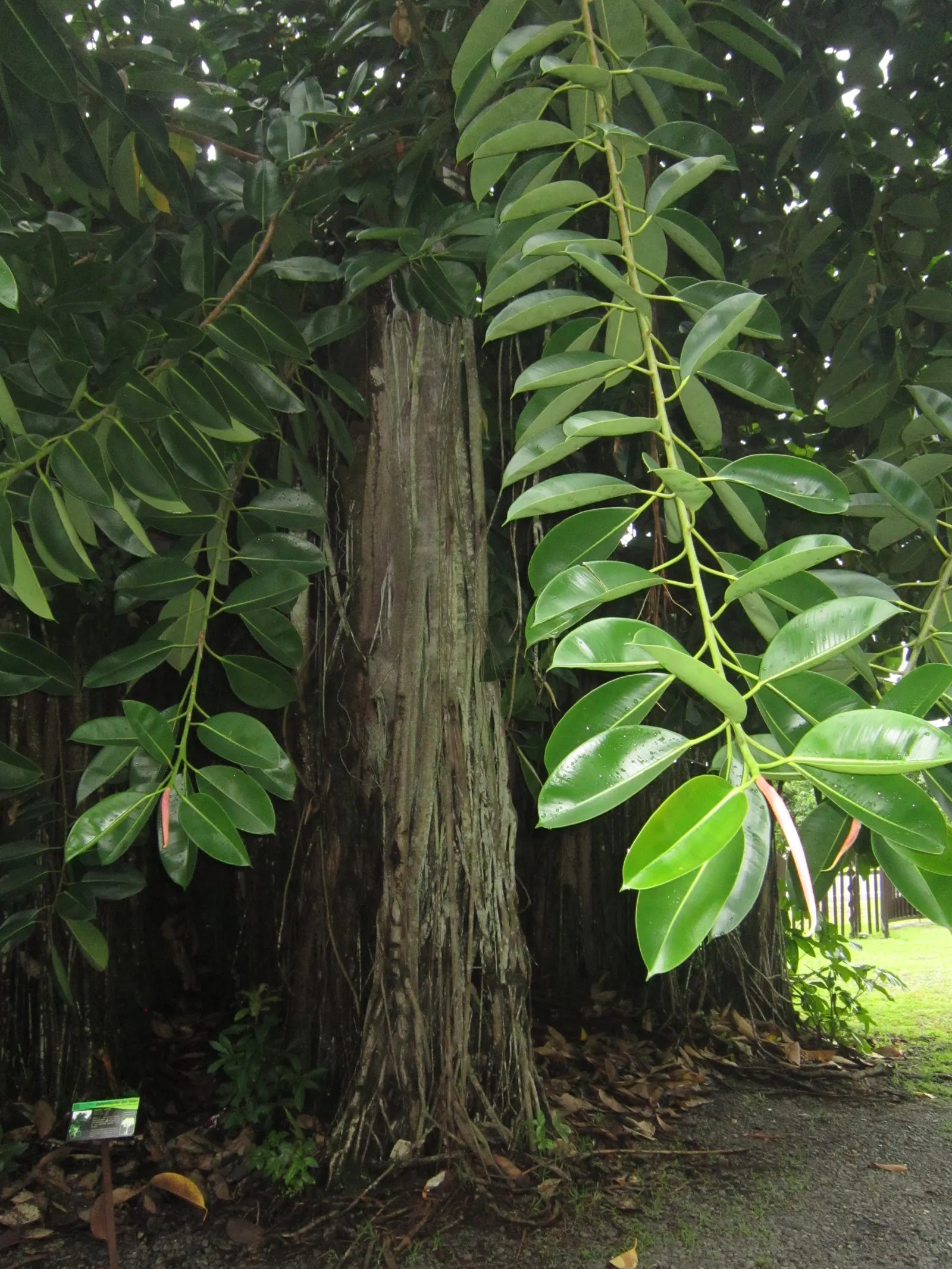 Rubber Tree (Ficus Elastica 'Decora') — Its versatility makes it suitable for container planting; allowing the soil to dry out slightly between, image 89