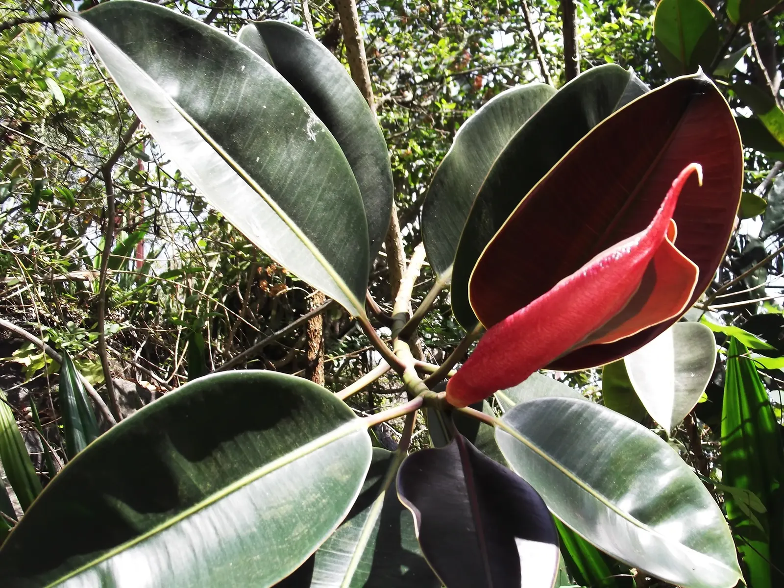 Rubber Tree (Ficus Elastica 'Decora') — stands out with its richer and darker leaves compared to other cultivars.<br><br>For optimal growth; making, image 86