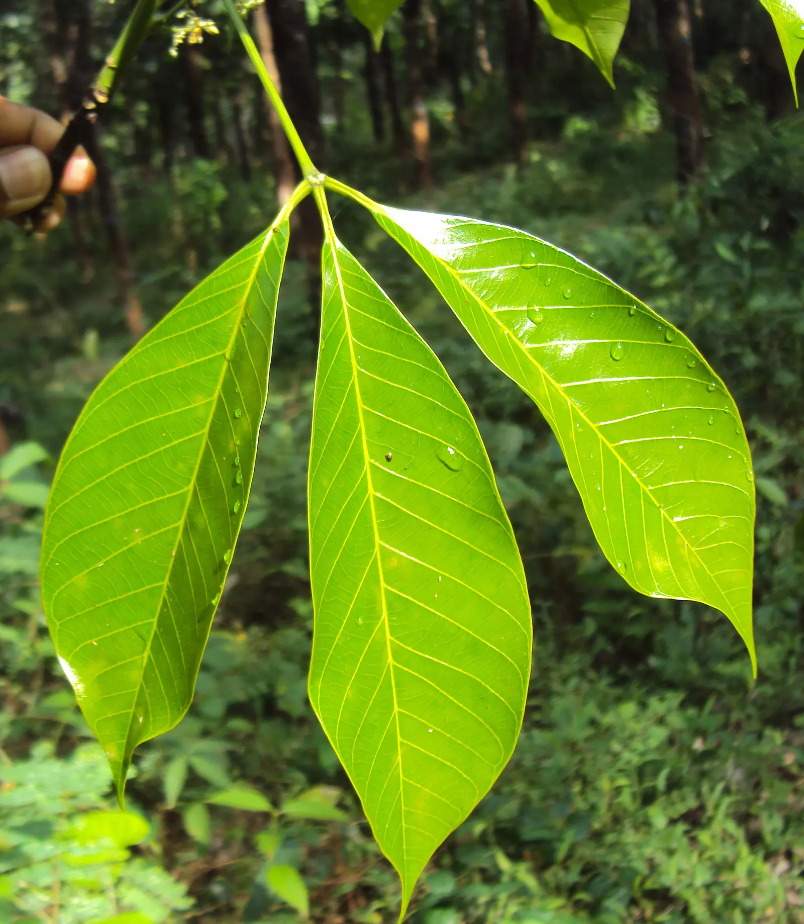 Rubber Tree (Ficus Elastica 'Decora') — shrub / tree for half