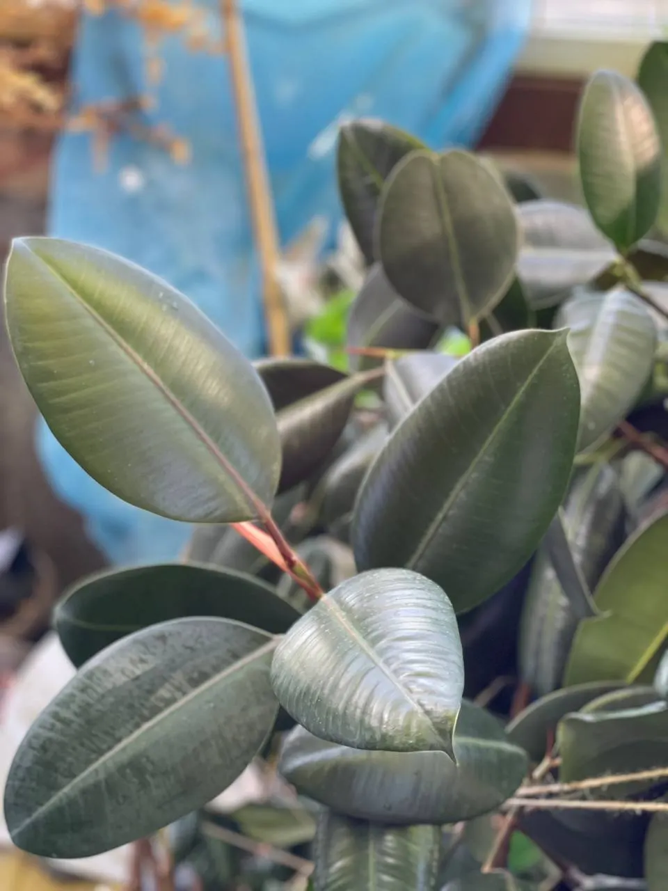 Rubber Tree (Ficus Elastica 'Decora') — Despite its robust appearance, it's sensitive to cold drafts and low temperatures; the dark green foliage, image 88