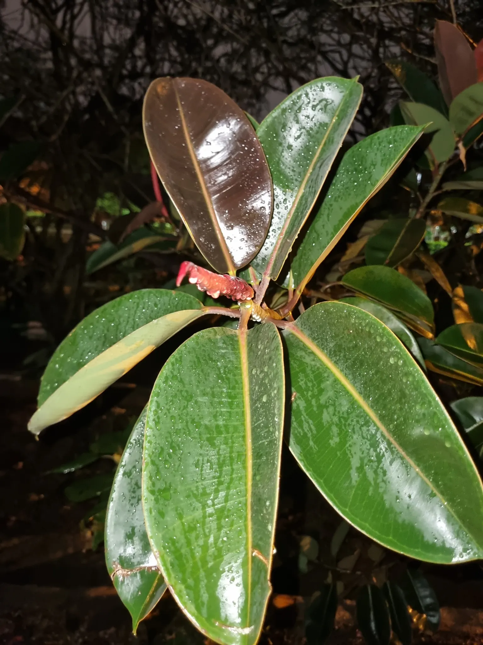 Rubber Tree (Ficus Elastica 'Decora') — commonly known as the Rubber Tree; it is known for its air-purifying qualities, image 79