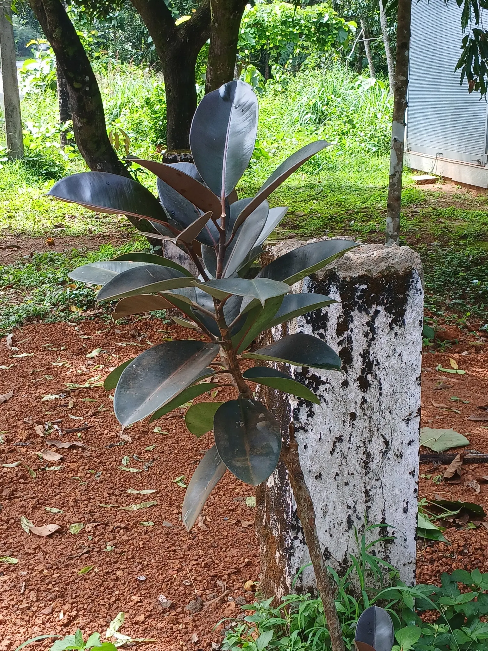 Rubber Tree (Ficus Elastica 'Decora') — making it a low-maintenance option for interior landscapes and focal points in design; the Rubber Tree, image 102