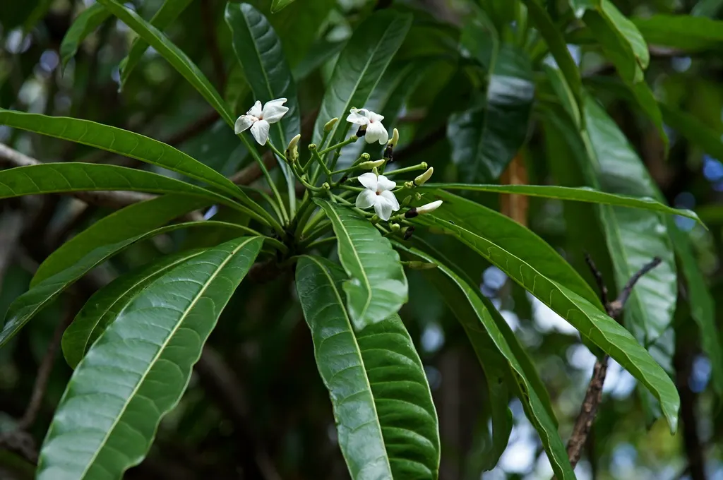 Rubber Tree (Ficus Elastica 'Decora') — as it can become quite large if not pruned regularly