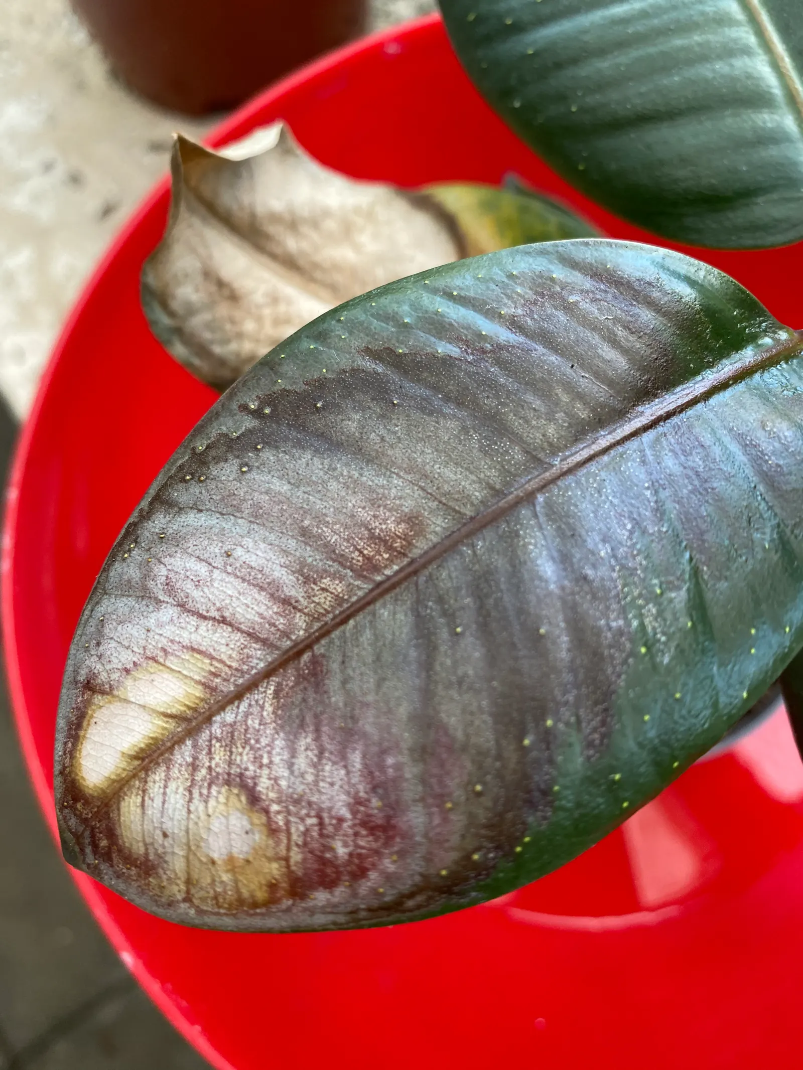 Rubber Tree (Ficus Elastica 'Decora') — Originating from the tropical regions of Southeast Asia, it thrives in USDA Hardiness Zones 10 to 12, image 80