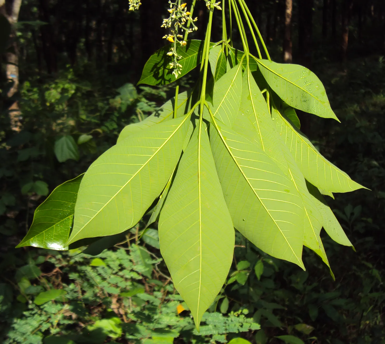 Rubber Tree (Ficus Elastica 'Decora') — which contribute to its air-purifying qualities; is an ornamental evergreen with a robust structure