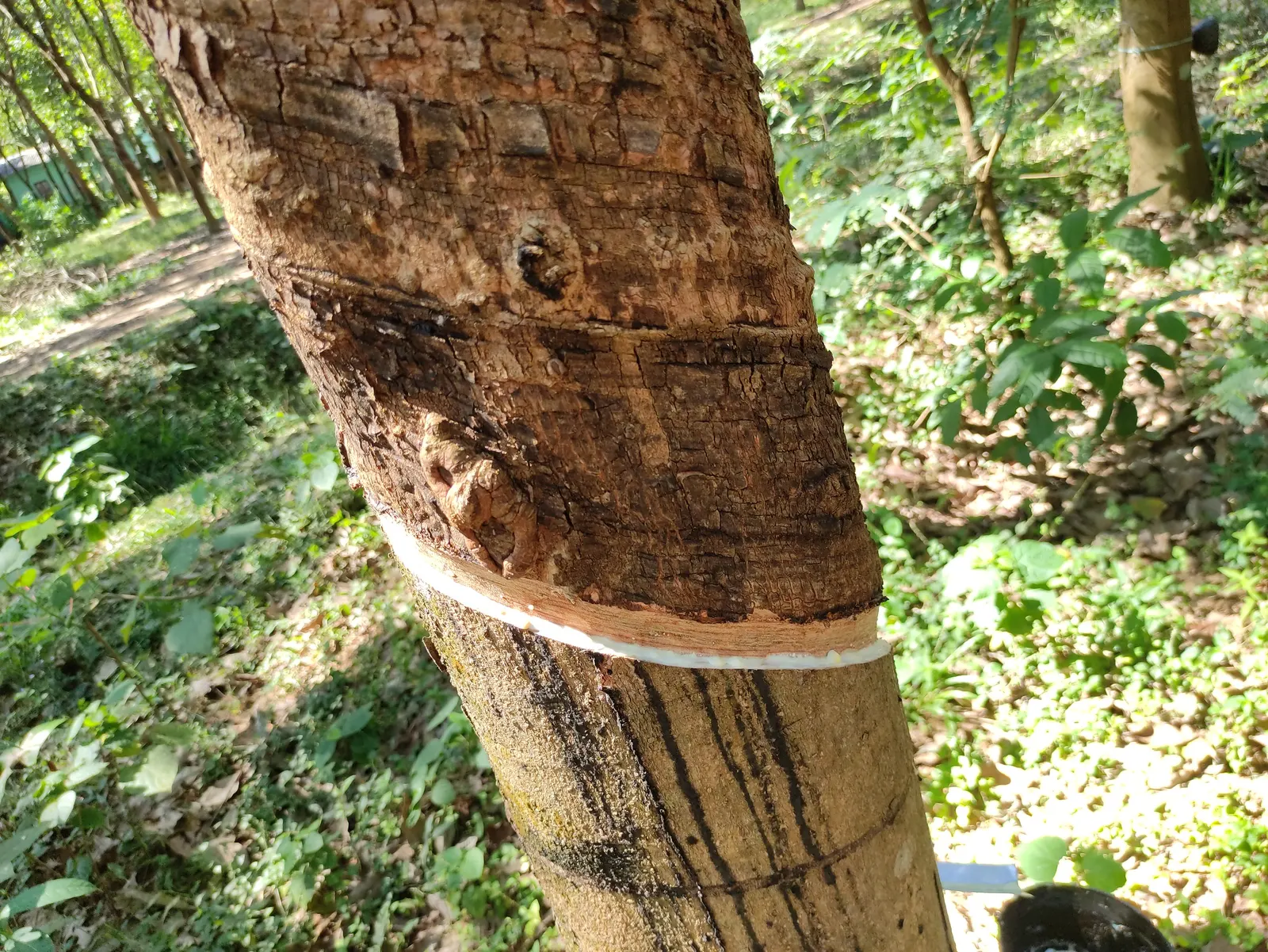 Rubber Tree (Ficus Elastica 'Decora') — It requires moderate watering