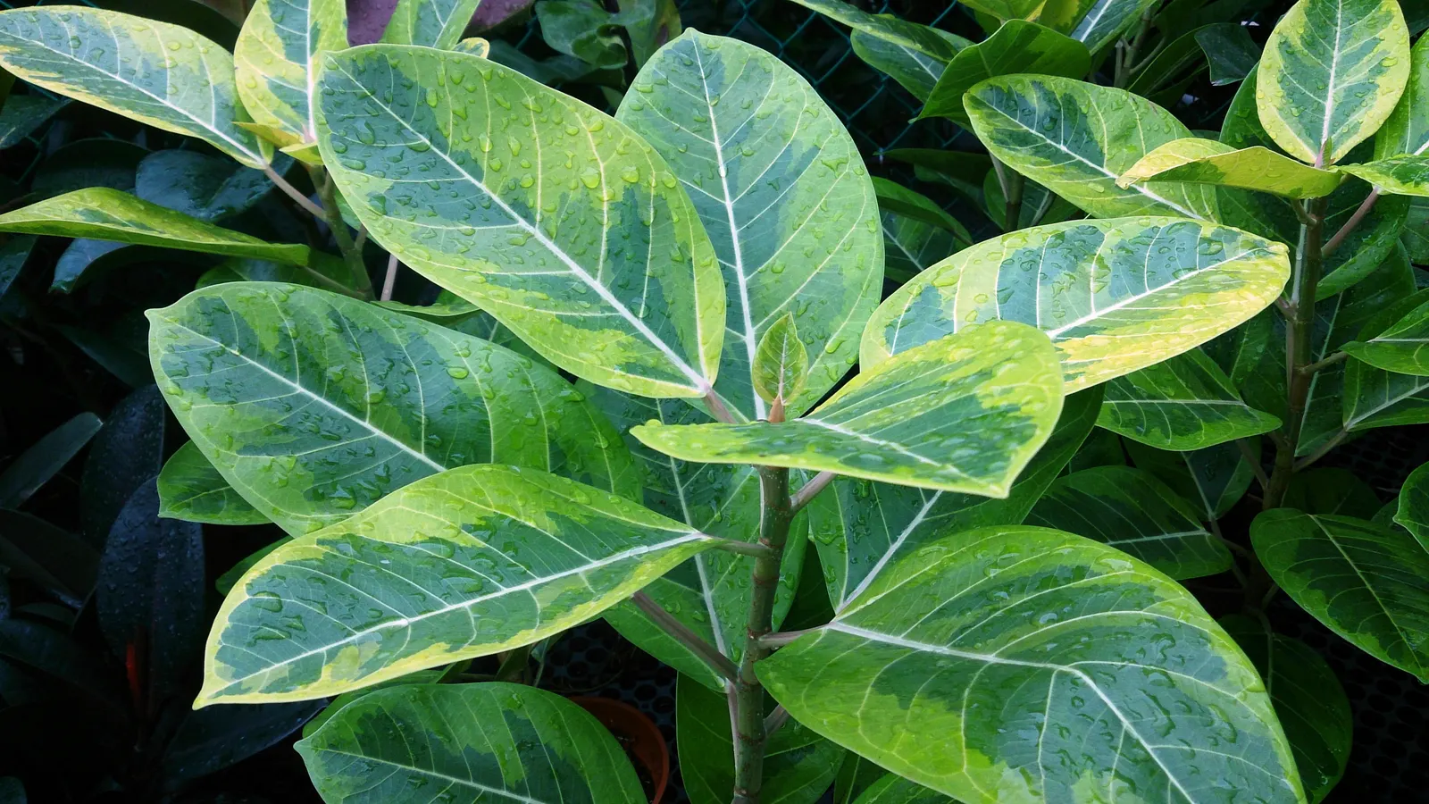 Rubber Tree (Ficus Elastica 'Decora') — which contribute to its air-purifying qualities; is an ornamental evergreen with a robust structure, image 100