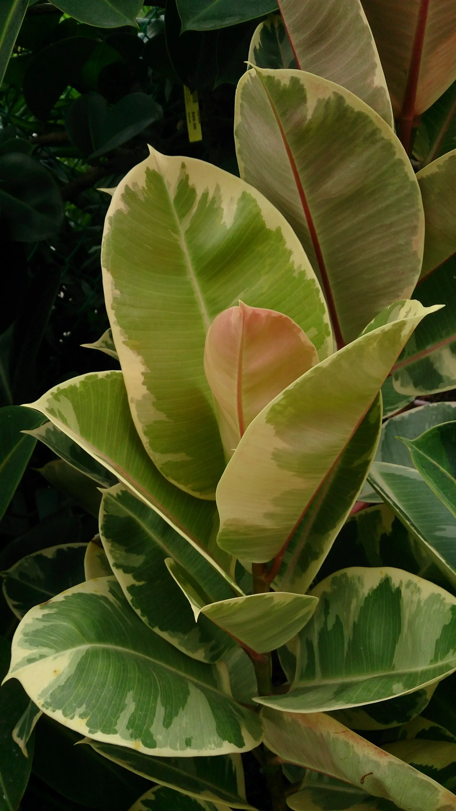 Rubber Tree (Ficus Elastica 'Decora') — making the Rubber Tree both an aesthetic and healthful selection for your clients' garden; stands out with, image 95