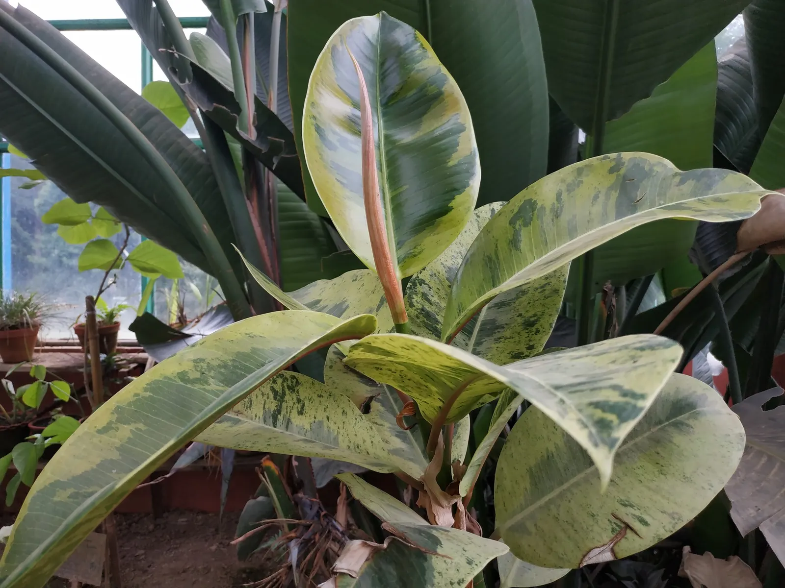 Rubber Tree (Ficus Elastica 'Decora') — Prefers indirect light and moderate watering; originating from the tropical regions of Southeast Asia, it, image 101