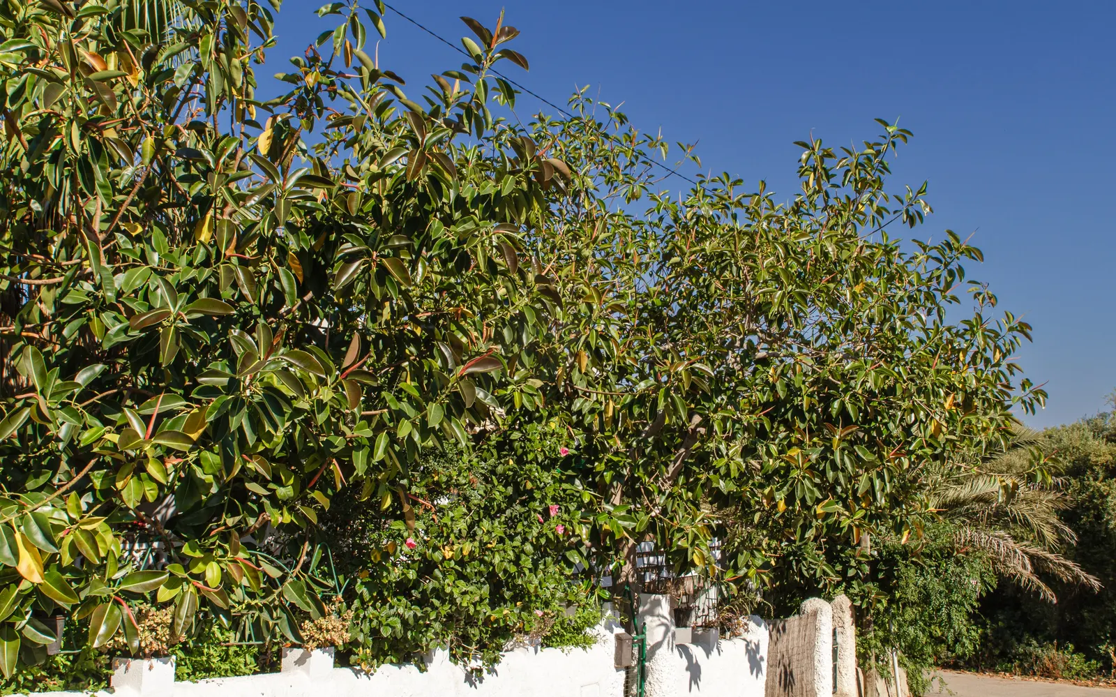 Rubber Tree (Ficus Elastica 'Decora') — making it a low-maintenance option for interior landscapes and focal points in design; the Rubber Tree, image 78