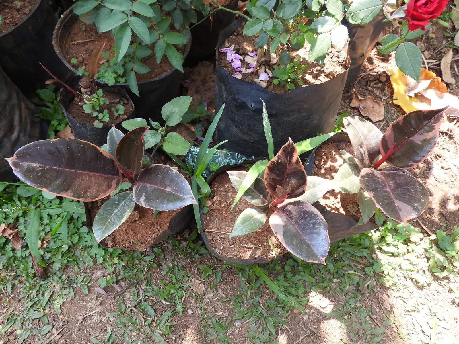 Rubber Tree (Ficus Elastica 'Decora') — leather-like leaves that stunningly grow up to 12 inches long and 4 inches wide; the Rubber Tree can reach, image 84