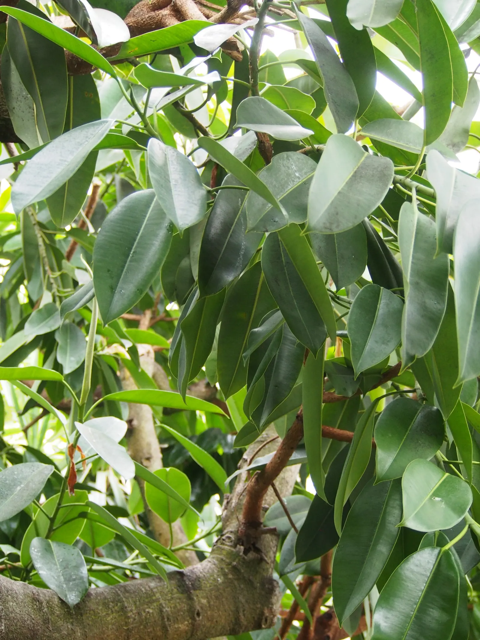 Rubber Tree (Ficus Elastica 'Decora') — dark green leaves up to 12 inches long; as it can become quite large if not pruned regularly, image 99