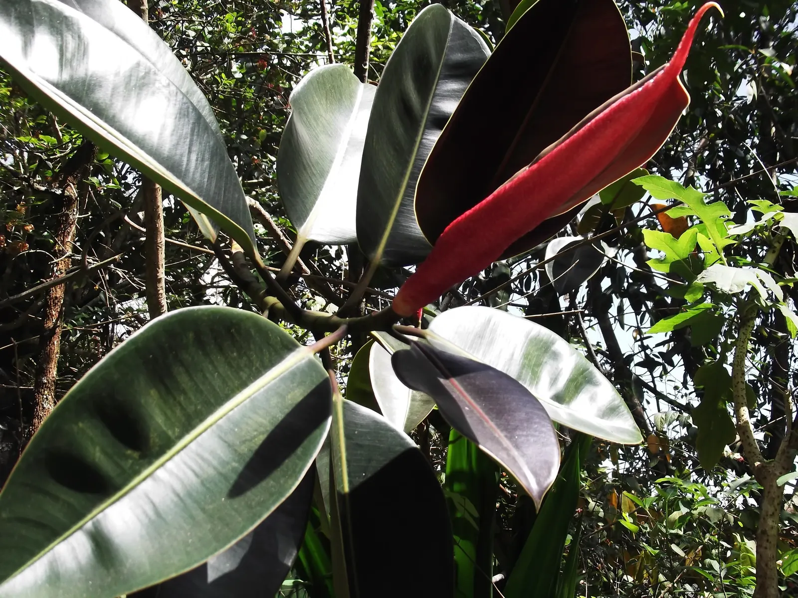 Rubber Tree (Ficus Elastica 'Decora') — Prefers indirect light and moderate watering; originating from the tropical regions of Southeast Asia, it, image 77